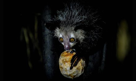 Video: The World’s Scariest Creatures