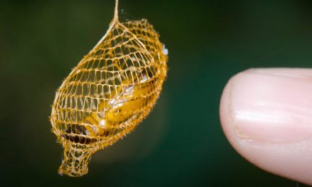 Moths’ Open-Weave Cocoons Adapted to Handle Heavy Forest Rains