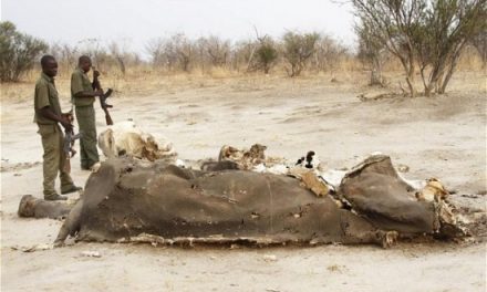 Poachers Kill 300 Elephants in Zimbabwe Using Cyanide