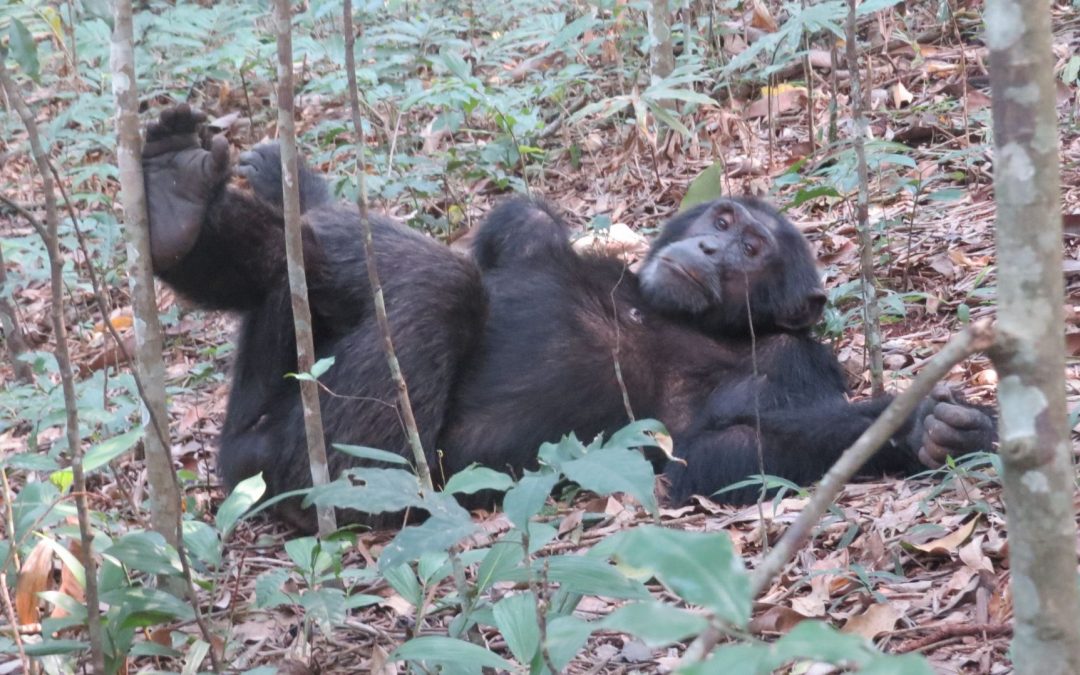On the Ground with Chimpanzees & Mountain Gorillas