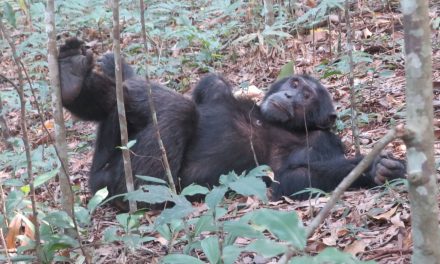 On the Ground with Chimpanzees & Mountain Gorillas