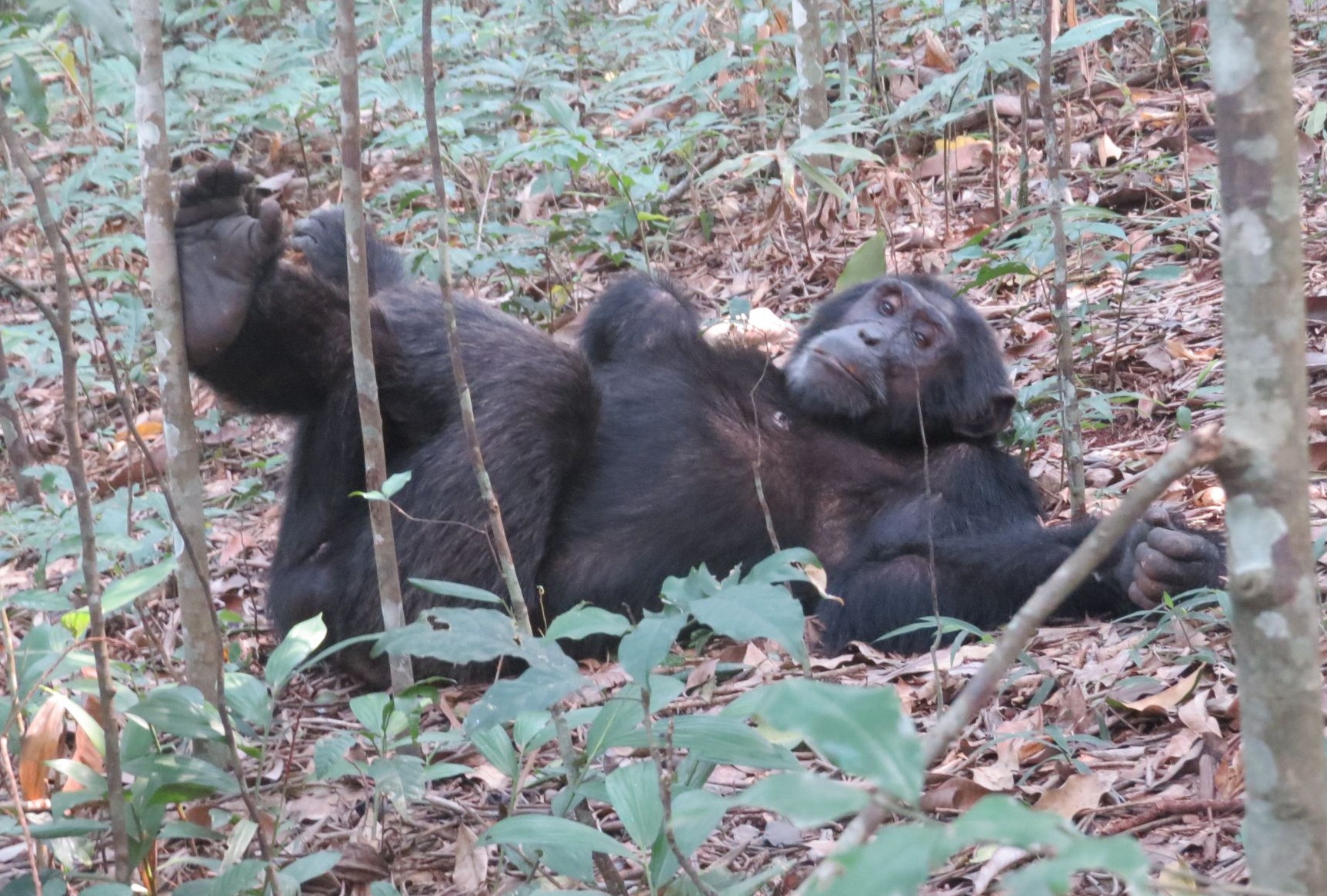 Chimpanzee in Uganda