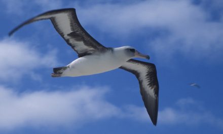 Video: Effects of the Great Pacific Garbage Patch on Midway Atoll Albatrosses