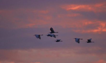 One Amazonian Protects the Future of Nature