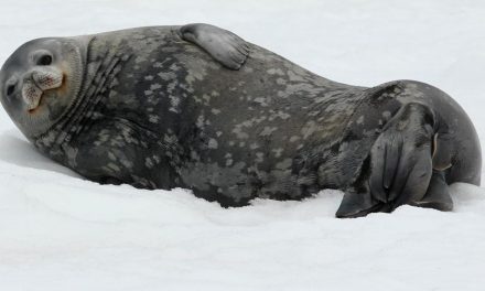 Antarctica's Wildlife Needs Our Help!