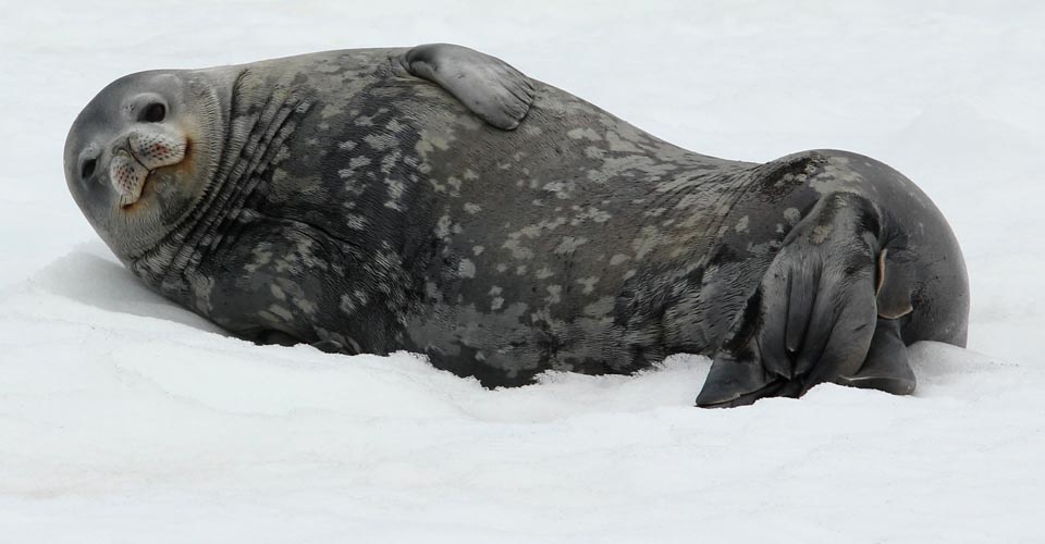 Weddell Seal in Antarctica