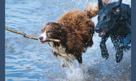Do Dogs Communicate by Directional Tail Wagging?