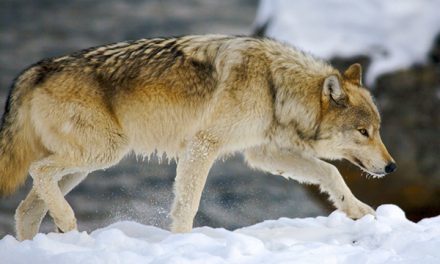 How to Maximize Your Chances of Seeing Wolves in Yellowstone Country