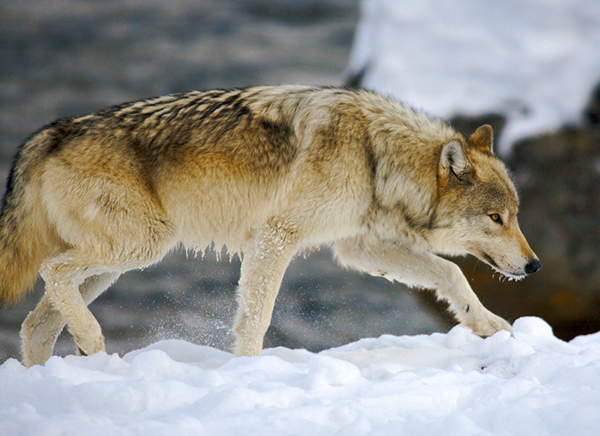 Wild wolf in Yellowstone