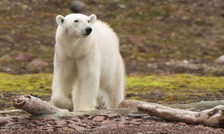 JUST ANNOUNCED: Climate Change Expert to Escort Iceland and Norway Voyage