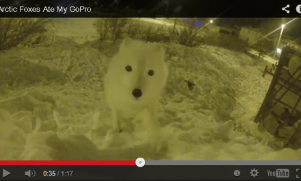 A Fox Ate Justin's GoPro!
