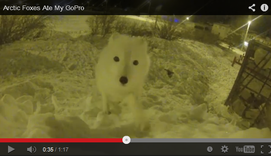 A Fox Ate Justin's GoPro!