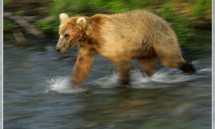 If Government Wildlife Numbers Are Routinely Overestimated, Should Trophy Hunting Be Outlawed?