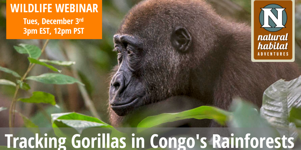 Wildlife Webinar: Tracking Gorillas in Congo's Rainforests