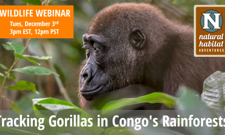 Wildlife Webinar: Tracking Gorillas in Congo's Rainforests