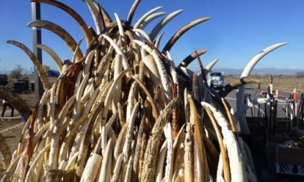 An Elegy – and a Hope – for Elephants