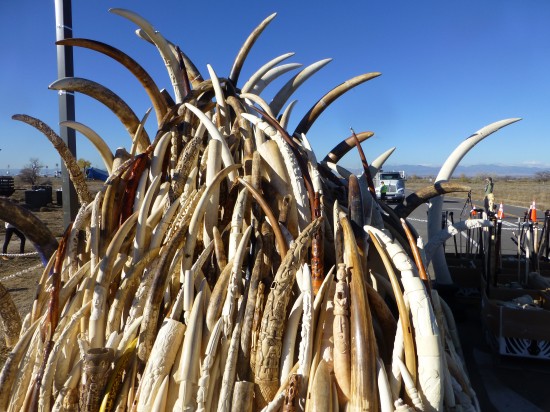 An Elegy – and a Hope – for Elephants