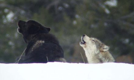 An Untrue Wolf Story: Continuing the Conversation