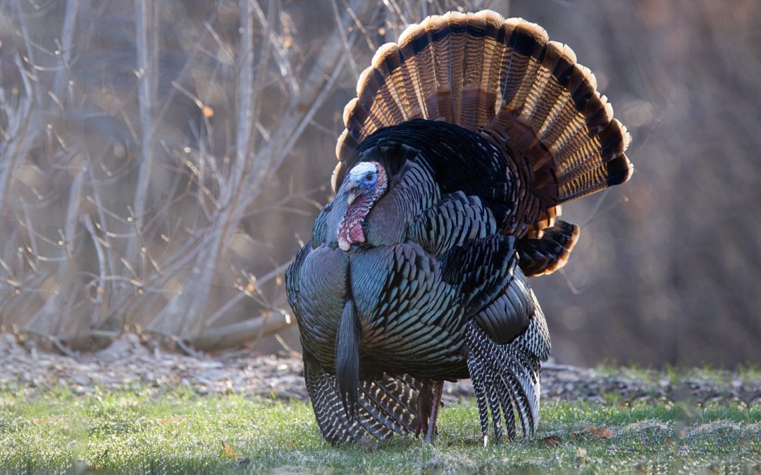 Video: Wild Turkeys, Birds of Courage