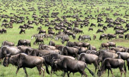 Kenya or Tanzania: Which to Choose?