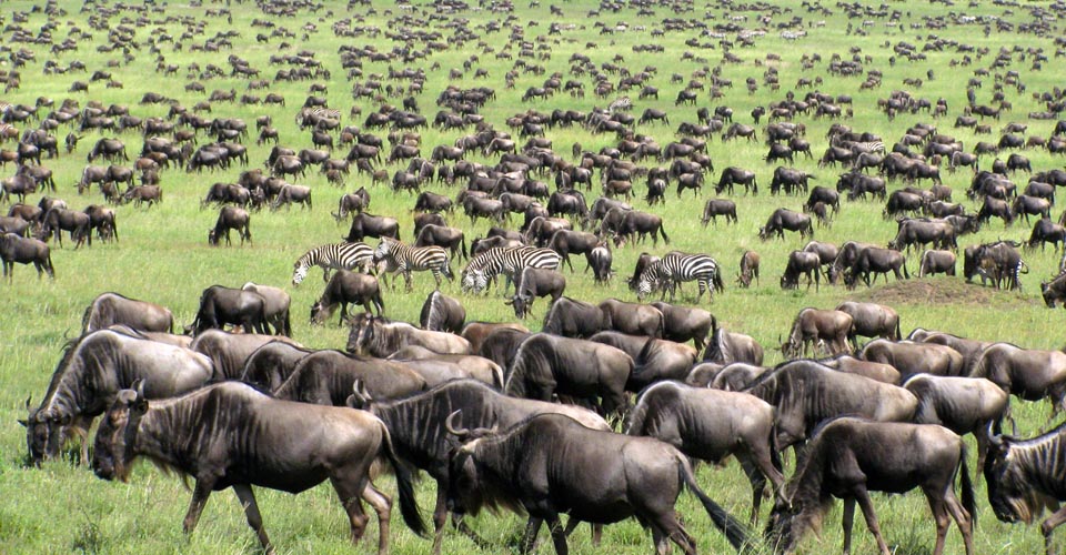 Wildebeest Migration Tanzania