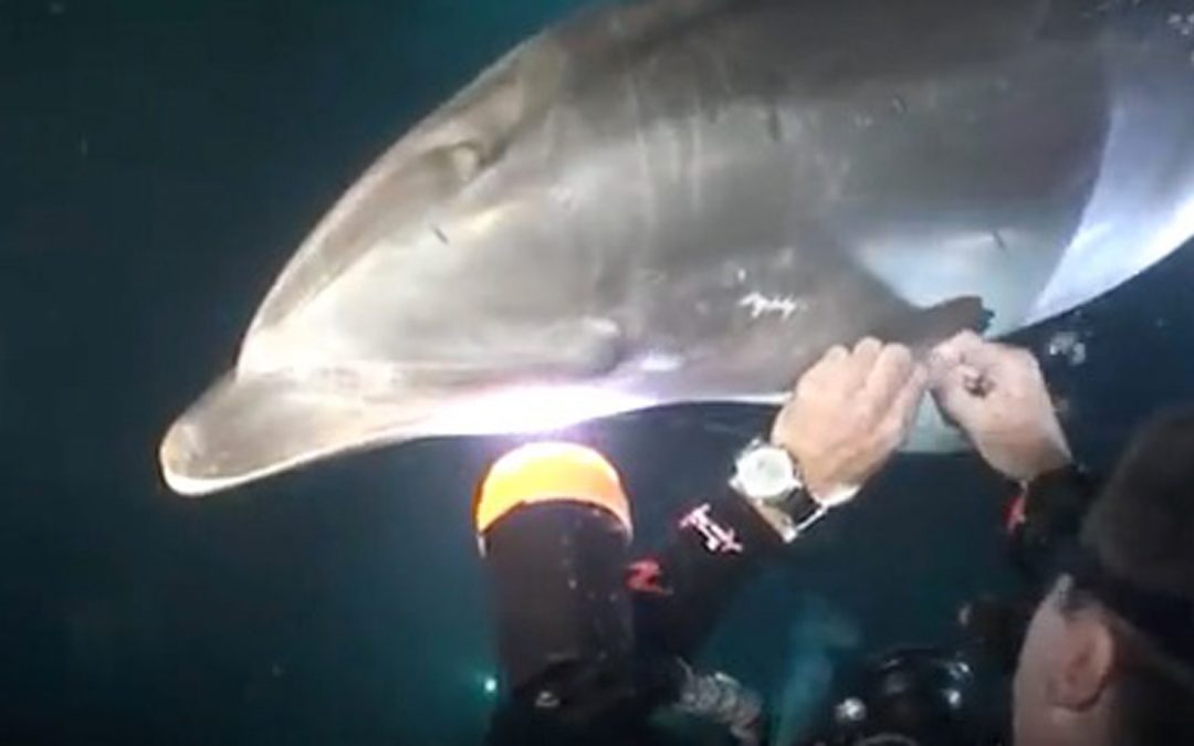 A Dolphin Caught in Fishing Line Asks for Human Help