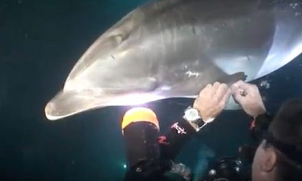 A Dolphin Caught in Fishing Line Asks for Human Help