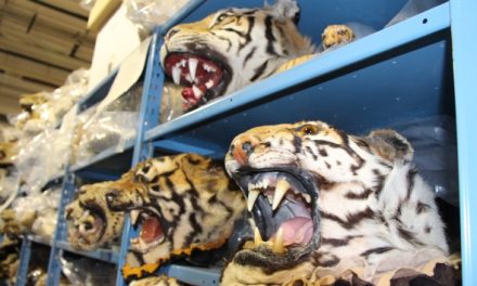 Five Questions about Wildlife Trafficking with WWF’s Crawford Allan