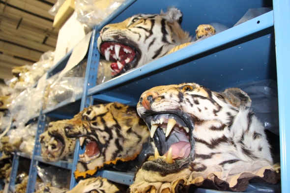 Five Questions about Wildlife Trafficking with WWF’s Crawford Allan