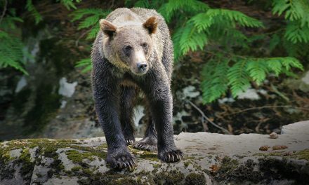 Could Grizzly Bears Hold the Secret to a Cure for Human Obesity?