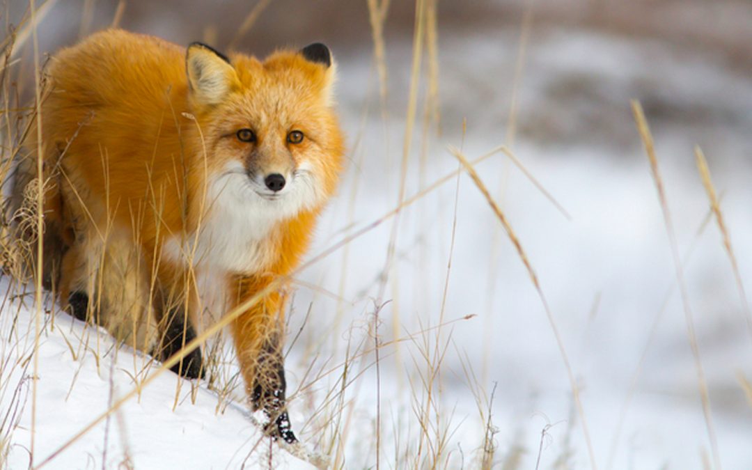 Video: A Hunting Red Fox Demonstrates His Scientific Method