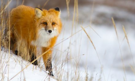 Video: A Hunting Red Fox Demonstrates His Scientific Method