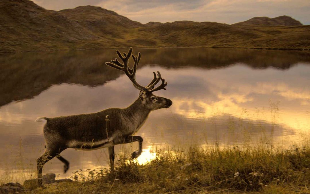 Video: Helping Reindeer Cross a Treacherous Strait