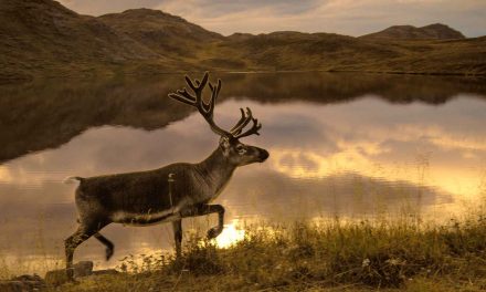Video: Helping Reindeer Cross a Treacherous Strait