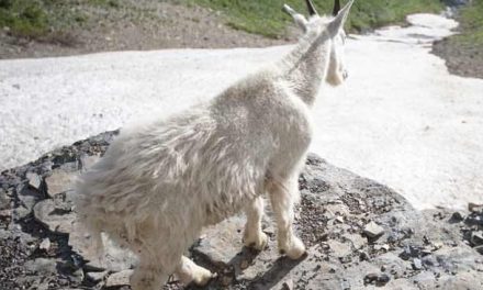 Video: While the Humans Are Away, Waterton Lakes’ Wildlife Will Play!