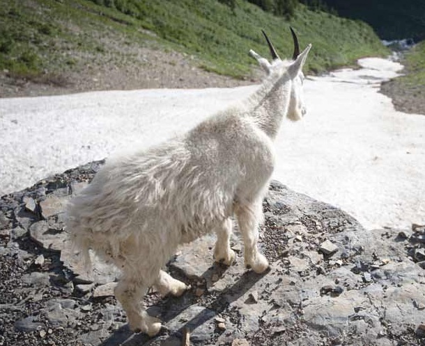 A Mountain Goat in Glacier National Park