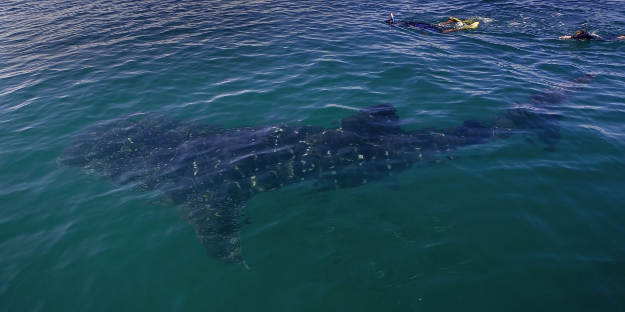 Know Before You Go: Responsible Whale Shark Tourism in Mexico