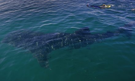 Know Before You Go: Responsible Whale Shark Tourism in Mexico