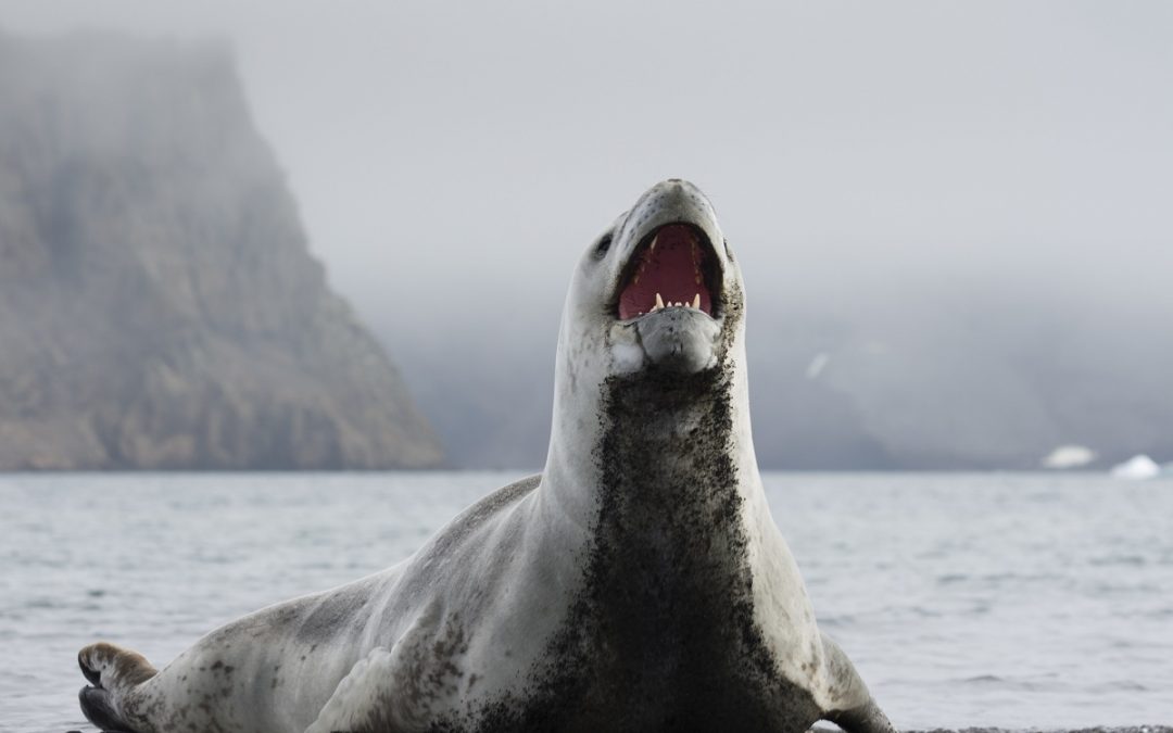 Inside Antarctica: Rare Video of a Leopard Seal