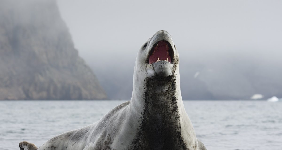 Inside Antarctica: Rare Video of a Leopard Seal