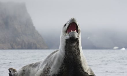 Inside Antarctica: Rare Video of a Leopard Seal