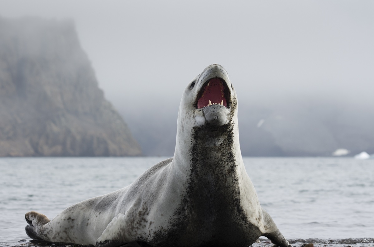 Leopard seal in Antarctica
