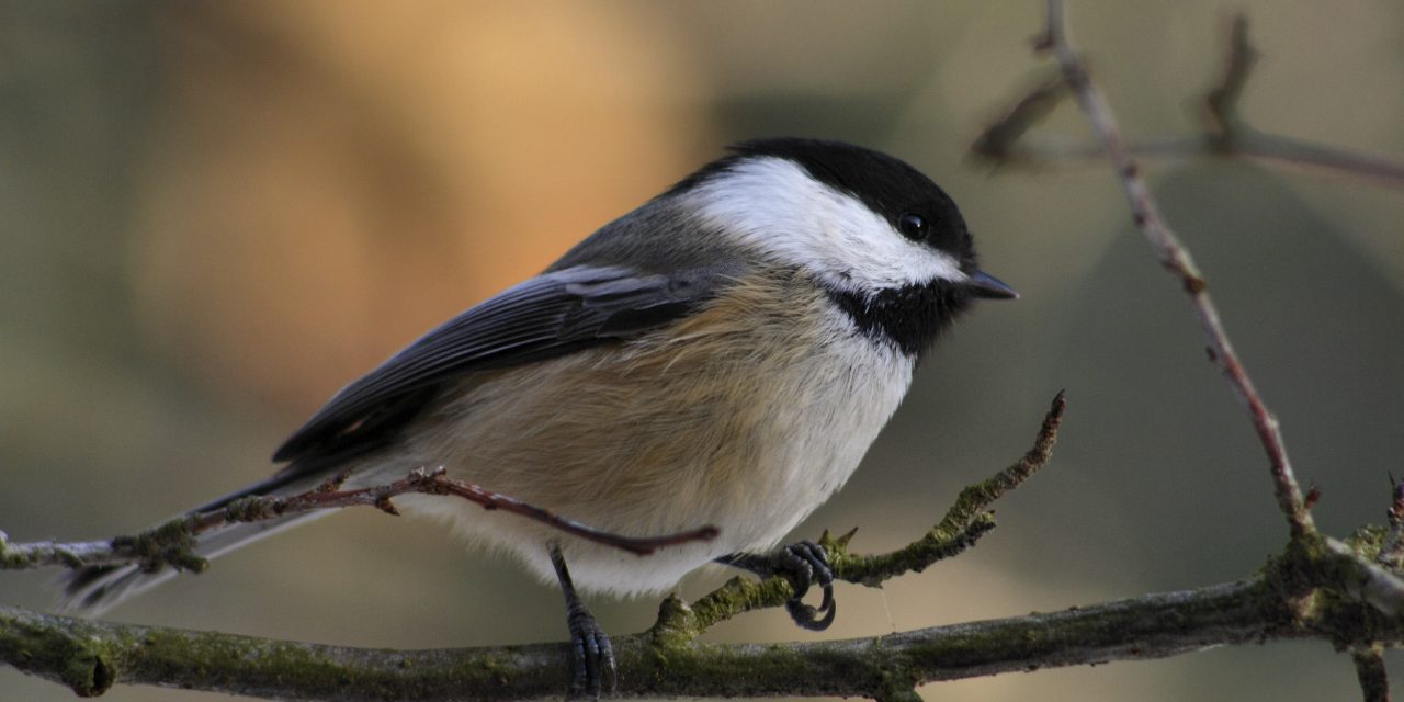 Winter in Yellowstone: Why wildlife sees their glasses half-full