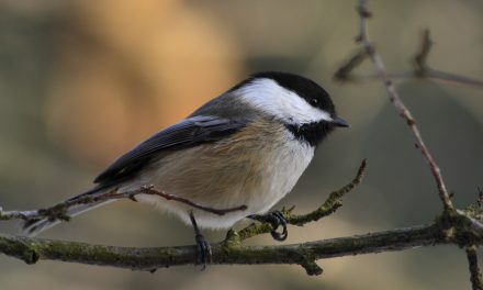 Winter in Yellowstone: Why wildlife sees their glasses half-full