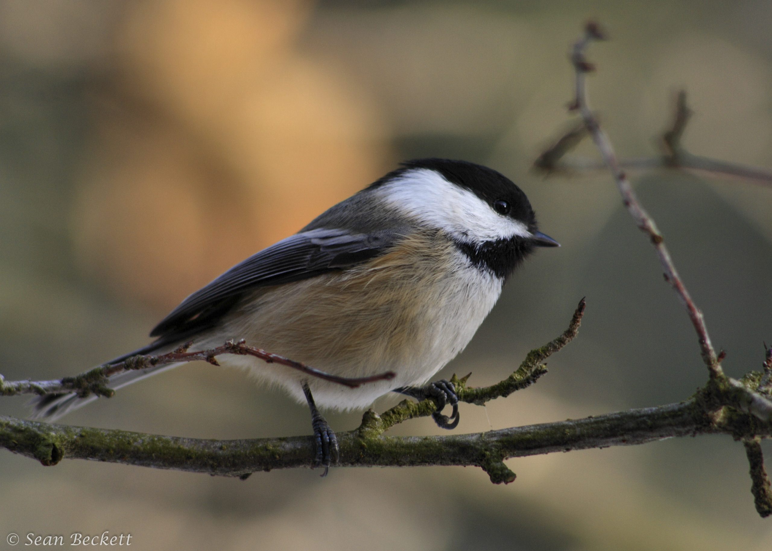 Black-capped Chickadee
