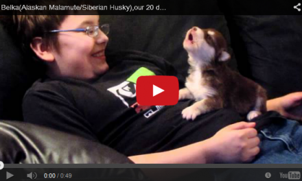 Video of the Week: A New Clip of the Adorable Husky Puppy Learning to Howl