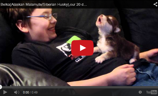Video of the Week: A New Clip of the Adorable Husky Puppy Learning to Howl