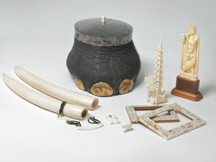 Help Stop Wildlife Crime: How to Buy Environmentally Friendly Souvenirs