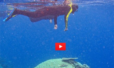 Video of the Week: Raja Ampat Underwater