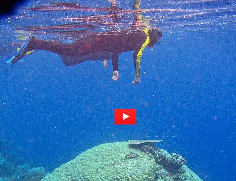 Video of the Week: Raja Ampat Underwater